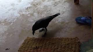 ଘର କରିବା ପାଇଁ କାଠି କୁଟା ଯୋଗାଡ କରୁଛି କାଉ,funny crow, the crow collecting straw