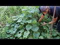 why a cattle panel trellis for cucumbers makes the best harvests