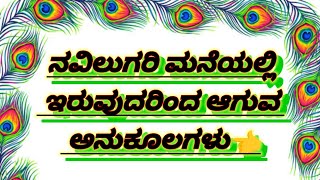 ನವಿಲುಗರಿ ನಿಮ್ಮ ಮನೆಯಲ್ಲಿ ಇದೆಯೇ🦚. ಹಾಗಾದರೆ ತಪ್ಪದೇ ಈ ವಿಡಿಯೋ ನೋಡಿ🦚#indianeducation