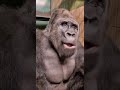 Gorilla Eats Bell Pepper, Farts, and DENIES responsibility!