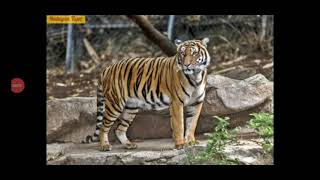 a handsome cute male malayan tiger. look at his cute eyes.