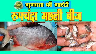 Rupchanda Fish Seeds - रूपचंदा मछली बीज - Top Rupchanda Seed Farm in India \u0026 Suppliers of Pacu Seeds