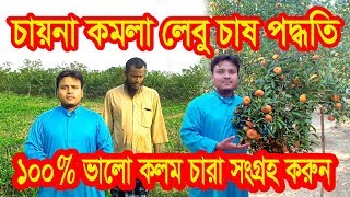 চায়না কমলা লেবু চাষ পদ্ধতি। ১০০% ভালো কলম চারা সংগ্রহ করুন। KrishiBID শেষ পর্ব