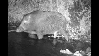 明暗を分けた左右二本の獣道（100キロ級のイノシシ）