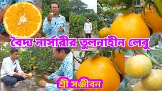 বৈদ্য নার্সারির তুলনাহীন লেবু||Beautiful Lemon Of Baidya Nursery||Shree Sanjiban||