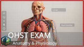 OHST Exam Study:: Anatomy & Physiology Explained Simply