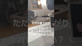 【ねこ】いなくなった野良猫が久しぶりに訪問しました。心配したよ！#shorts😢