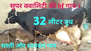 32 लीटर दूध क्षमता वाली सुपर क्वालिटी की गाय सेल के लिए उपलब्ध है । surbhi cow farm nagaur