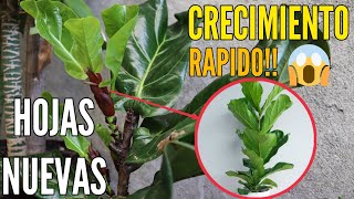 FICUS LYRATA (Pandurata)🌱🌿 Secreto para que tus hojas crezcan saludables y hermosas!!