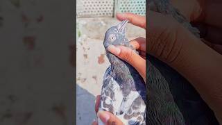 😎🤯 #youtubeshort #shortsfeed #pigeonbird #ytshorts #pigeonlove #pigeonbird #lashlaypetshorts