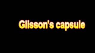 What Is The Definition Of Glisson's capsule - Medical Dictionary Free Online Terms