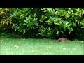 stoats running and somersaulting