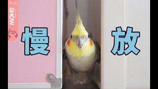 慢镜头下小bird们的趣味日常【马可波罗show】