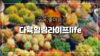 원종방울복랑금 원종에보니슈퍼클론 피치스앤크림 라울#아모르파티#마디바#천녀검#블루엘프#마리아cr#미국홍상생술#오렌지에보니#다육식물#반려식물#힐링다육#다육사랑#반려다육.👈🪴👭✌