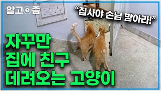어서 와 우리 집은 처음이지? 동네 길고양이들을 집으로 데려와 노는 고양이, 친구 없이 집에 들어올 수 없다!｜고양이를 부탁해｜알고e즘