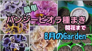 パンジー✼ビオラ✼種まきから開花まで11月には素敵なパンジーちゃんが開花✤8月のGarden