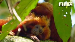 How do you vaccinate an entire population of Tamarin monkeys? | Simon Reeve’s South America - BBC