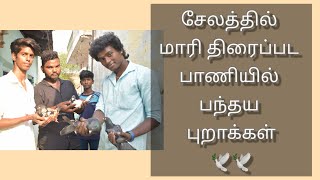 சேலத்தில் மாரி திரைப்பட  பாணியில் பந்தய புறாக்கள் #salem #virulvideo #trendingvideo #race