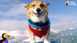 Corgi Can't Stop Smiling When He's Surfing - JOJO | The Dodo