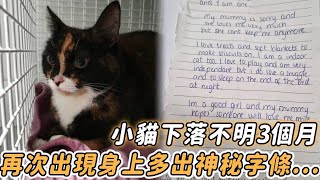 小貓下落不明3個月，再次出現身上卻掛著神秘字條，主人看清後嚇得立刻報警！#貓 #不可思議 #動物