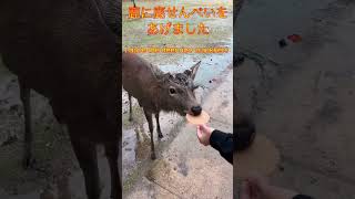 秋の奈良公園 nara park in autumn #shorts