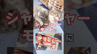 爪切りが大嫌いな猫に爪切りの重要性をプレゼンした結末がコチラ🤣🤣🤣 #猫