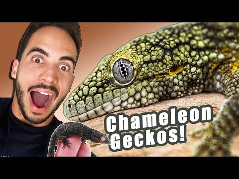 Can geckos live with chameleons?