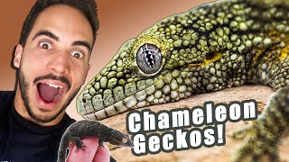 We need to talk about Chameleon Geckos!