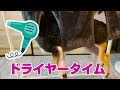 sub 黒柴子犬初めてのお風呂に挑戦🐕💖｜柴犬｜子犬｜shibainu