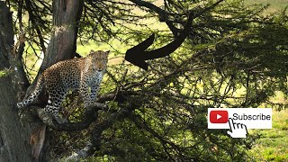 🎬Remembering QUEEN FIG! A beautiful leopard ❤️  [4K]