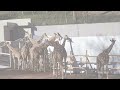 工事現場を見学する大量のキリンさん　多摩動物公園