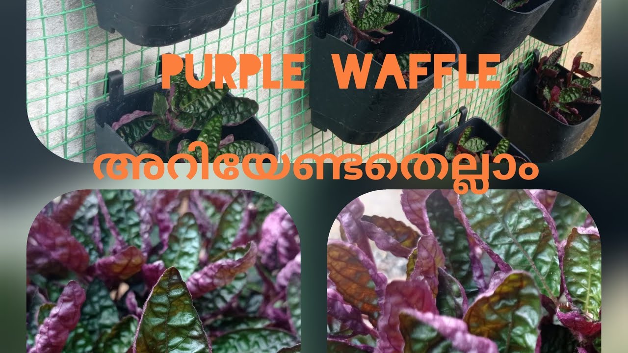 Purple Waffle Plant Care Video Propagation Inu Sjourney Youtube