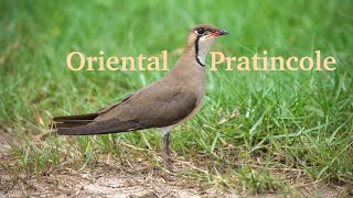 Oriental Pratincole in Nakhon Pathom, Thailand