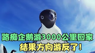 路痴企鹅游3000公里回家，结果发现方向游反了