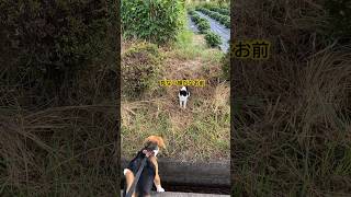 はじめましての猫と遭遇したビーグル犬 #beagle #dog #いぬ