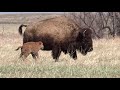 Rocky Mountain Arsenal National Wildlife Refuge: Prairie Animals - Colorado, USA