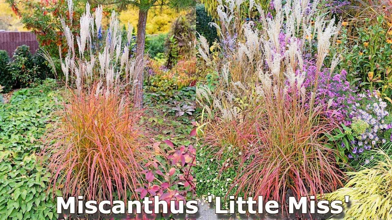 Miscanthus 'Little Miss' (Maiden Grass) / Terrific Compact, EASY To ...