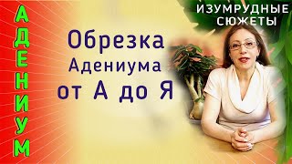 Обрезка Адениума.   На Что Обратить Внимание ?