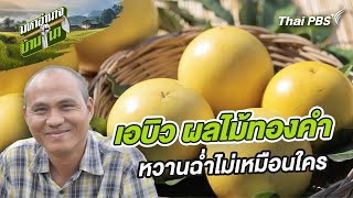 เอบิว ผลไม้ทองคำ หวานฉ่ำไม่เหมือนใคร | มหาอำนาจบ้านนา