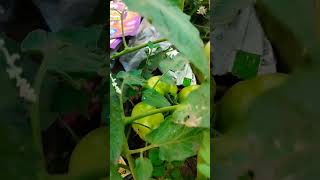 நான் என்ன செய்வேன் 😱#gardening #support #viralvideo #shortvideo