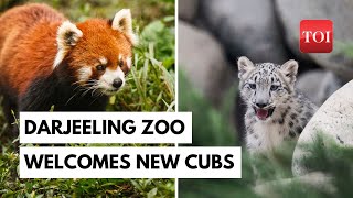 Double Delight In Darjeeling Zoo: Officials welcome Snow Leopard and Red Panda cubs