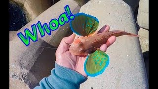 Amazing Fish in Busan S. Korea!