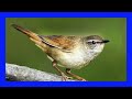 Grasshopper Warbler Singing! Grasshopper Warbler Call! - Buscarla Pintoja Canto - Locustella Naevia