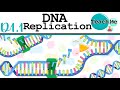 (D1.1) - DNA Replication - IB Biology (SL/HL)