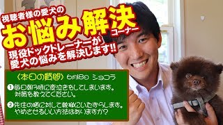 【愛犬のお悩み解決コーナー】毎日朝3時に夜泣きをしてしまいます。先住の猫に対して執拗にいたずらします。 やめさせるいい方法はありますか？