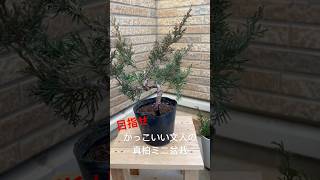 真柏を植え替えてミニ文人にしたい#bonsai #真柏 #shorts #盆栽