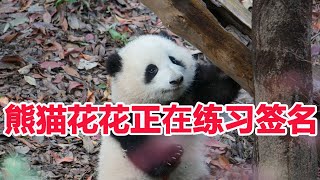 火上天了！大熊猫花花正在练习签名！更霸气的是，花花都已经出书啦!萌兰啥时候跟上！