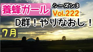 Vol.222  養蜂記録動画シーズン３  また振り出しに戻ったＤ群。2021.7.22～8.4