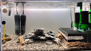 蘇蝦/白襪蝦/新缸設立/Sulawesi Shrimp Tank Setup-(2)