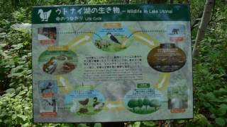 Forest bathing Hokkaido A lot of wild birds Lake Utonai Sanctuary ウトナイ湖サンクチュアリ Part 1